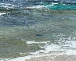 Stingray in the shallows
